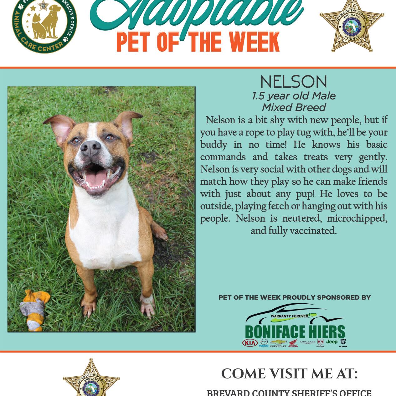 Adoptable Pet of the Week - Week of April 15, 2022